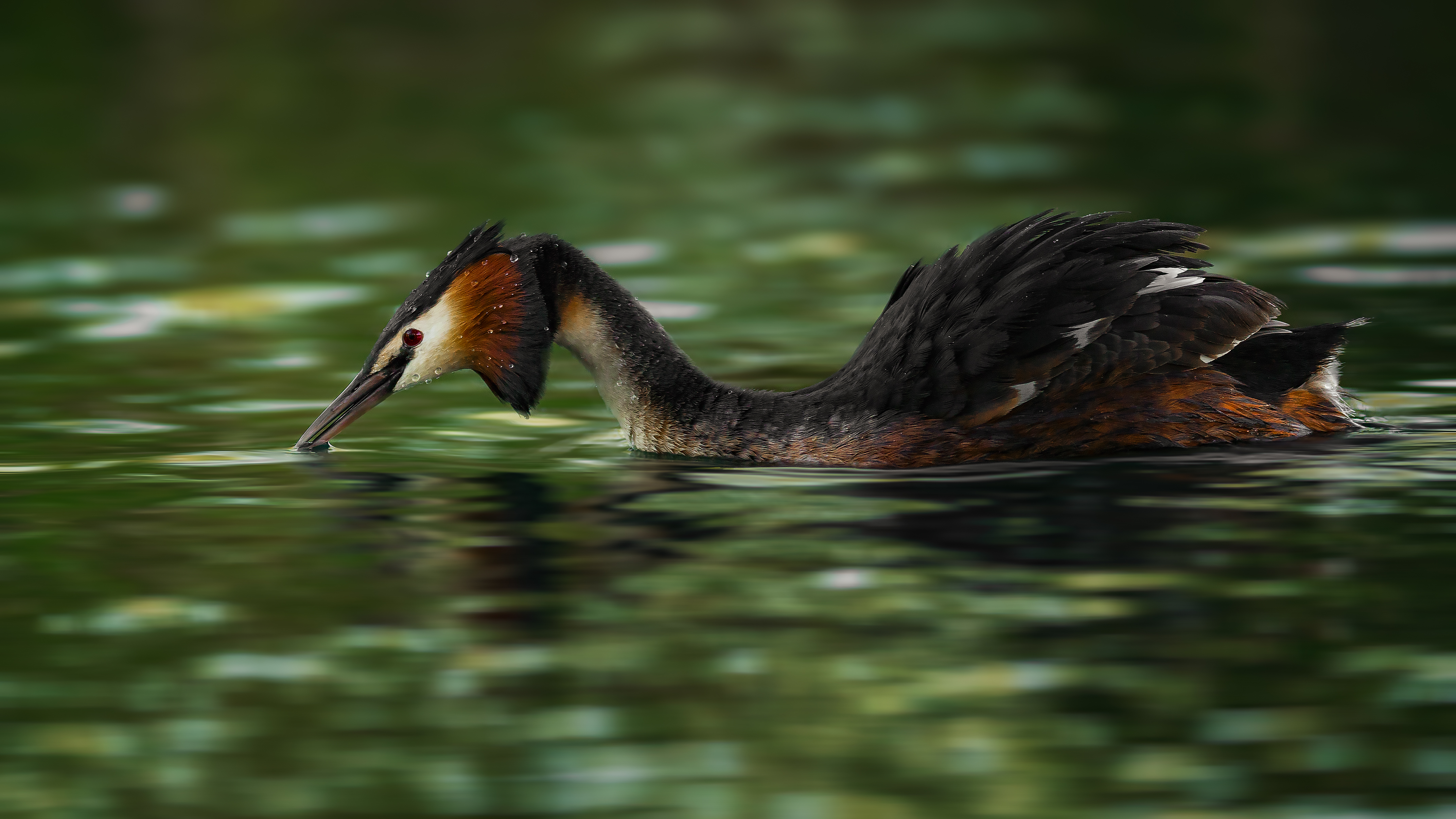 Grebe (31)